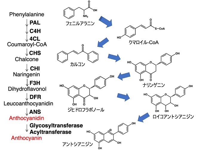 アントシアニンについて – 生物化学研究室（宮原研）